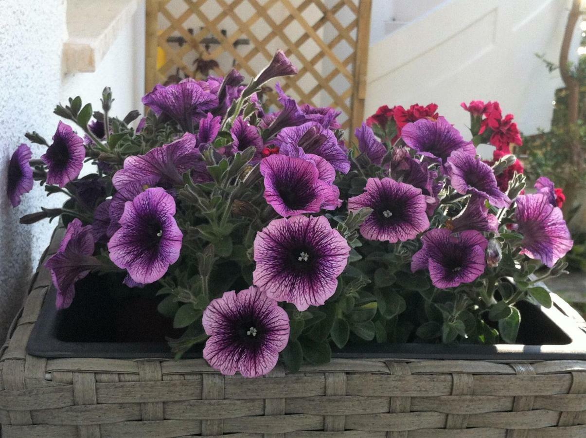 B&B Viadelmare Patù 外观 照片
